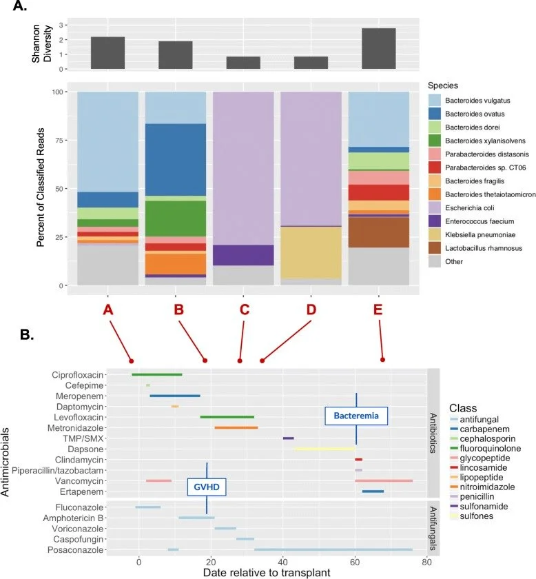 A two-panel figure linking a transplant patient's shrinking gut bacteria diversity to the antibiotics they were given over time.