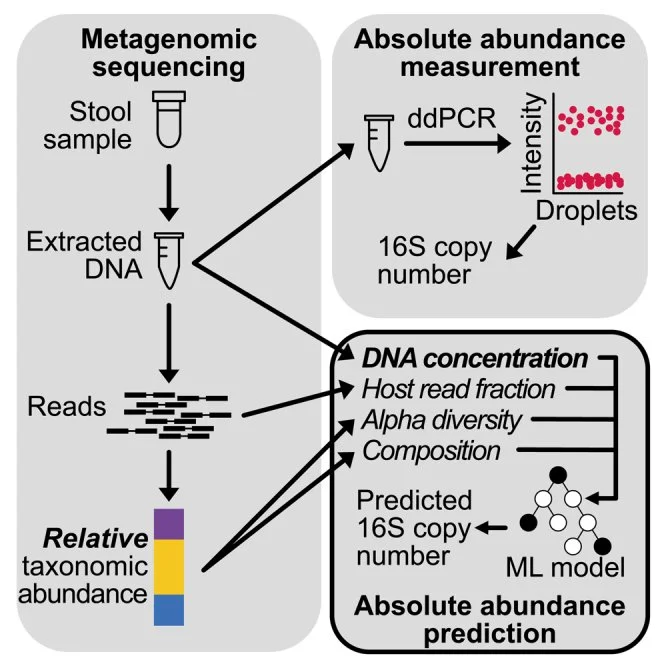 Diagram showing a laboratory workflow for analyzing bacterial samples from stool