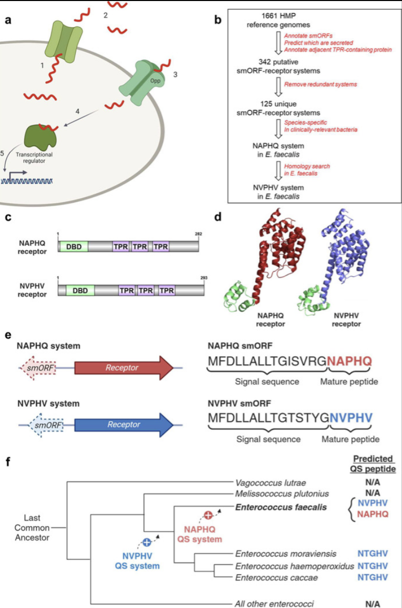 A scientific diagram showing how bacteria send and receive chemical signals, with supporting charts and molecular models.
