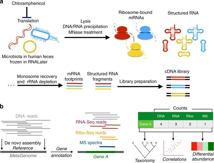 Scientific diagram showing the steps researchers use to study genetic material and protein activity in human gut bacteria samples.