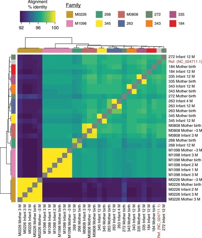 Gemini said This heatmap shows how closely the DNA of certain bacteria matches between mothers and their infants over time, with yellow areas indicating nearly identical genetic samples.