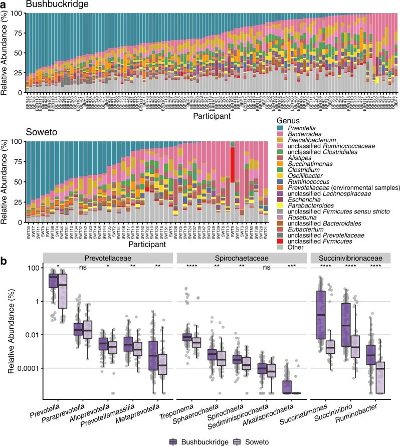 Stacked bar charts and box plots showing the types and amounts of gut bacteria found in people from two different South African communities.