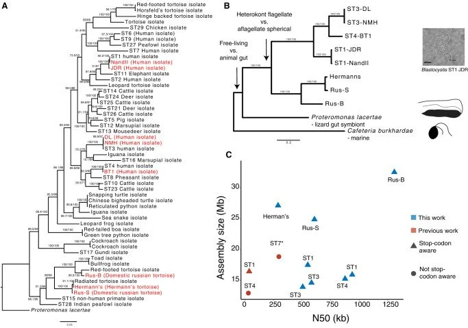 Scientific figure showing evolutionary relationships and genome characteristics of parasitic organisms