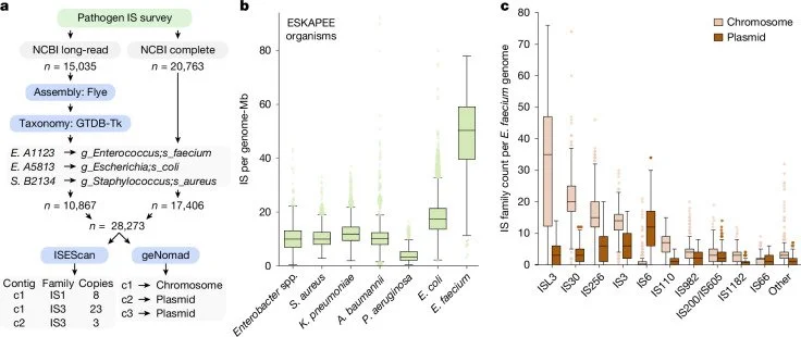 Three-panel figure showing a genome analysis workflow and insertion sequence counts across bacterial species