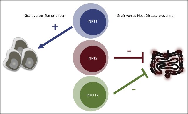 Diagram showing how different types of immune cells can have beneficial or harmful effects in medical treatments.