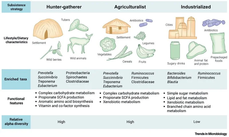 A chart comparing gut bacteria across hunter-gatherer, agriculturalist, and industrialized societies, showing diversity is lowest in industrialized populations.