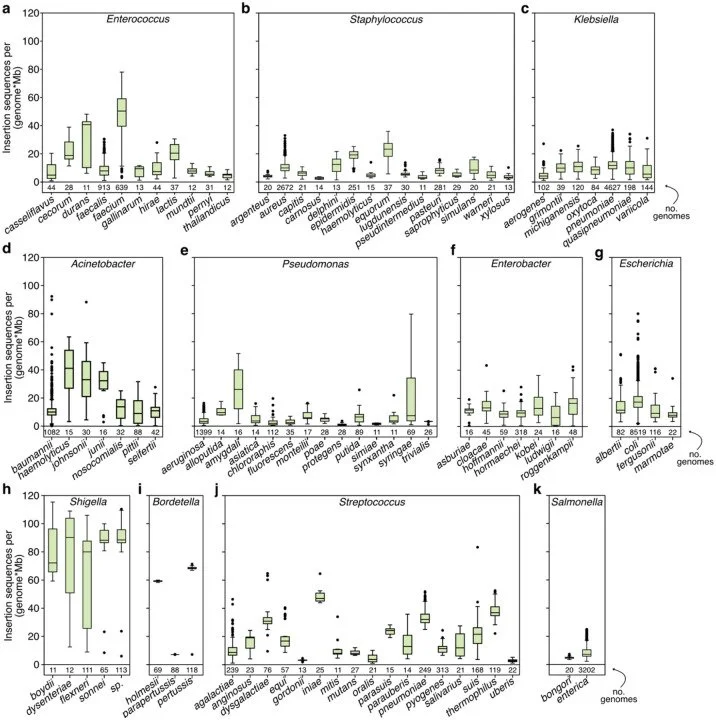 Set of charts comparing infection levels of different bacterial species across various genetic variants in a research study.