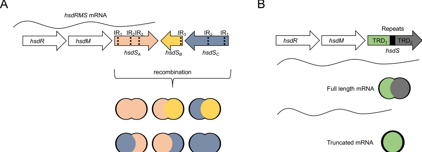 Diagram showing how genes can be rearranged to create different combinations and produce various molecular products.