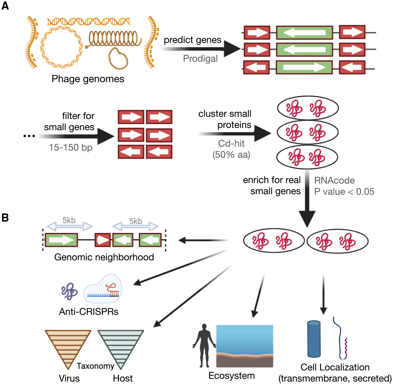 Flowchart showing a computational method for analyzing viral genetic data to identify small proteins and study their functions.