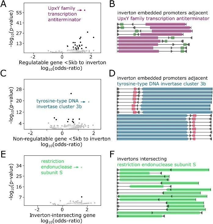 A scientific figure with six panels showing charts and diagrams of DNA gene associations