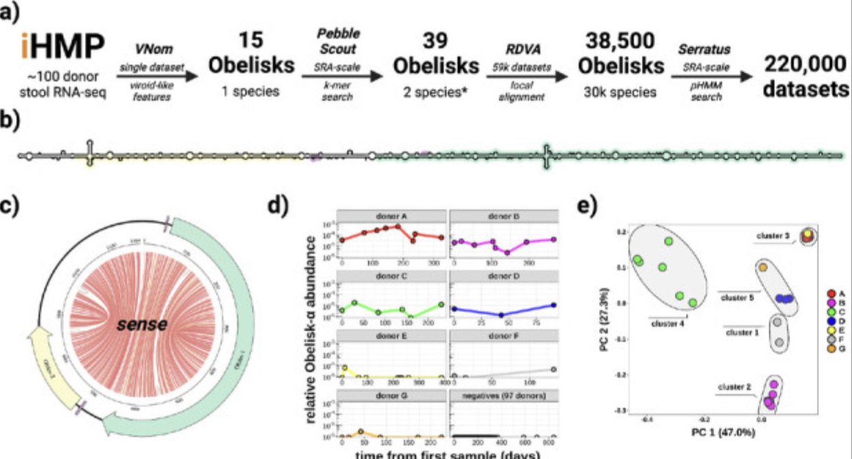 A scientific figure showing how researchers discovered and tracked a newly identified type of genetic element in human gut samples, with charts showing its presence across donors over time.