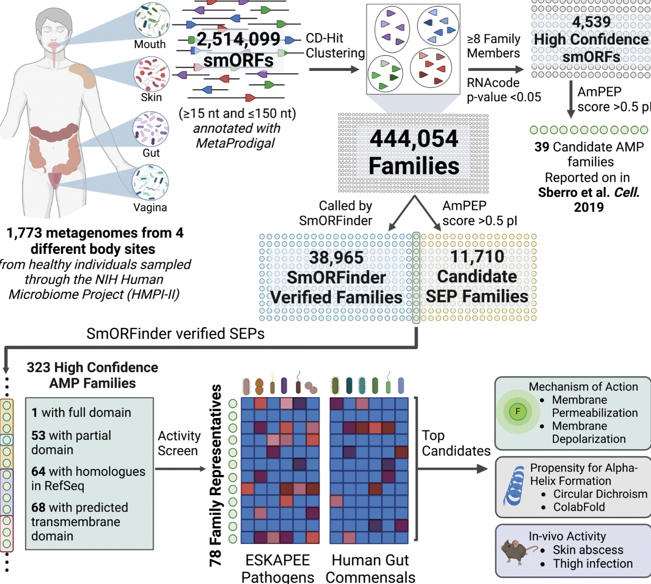 A scientific flowchart showing how researchers analyzed millions of tiny genetic sequences from human body microbiome samples to identify promising candidates for new antibiotic compounds.