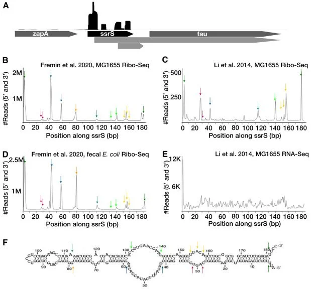 Scientific figure showing several line graphs comparing activity across a bacterial gene sequence, alongside a diagram of the molecule’s folded structure.