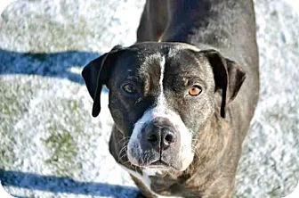 Photo courtesy of Nashville Pittie