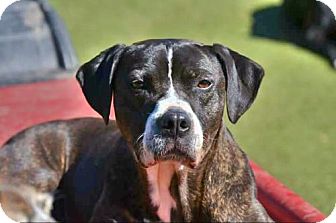 Photo courtesy of Nashville Pittie
