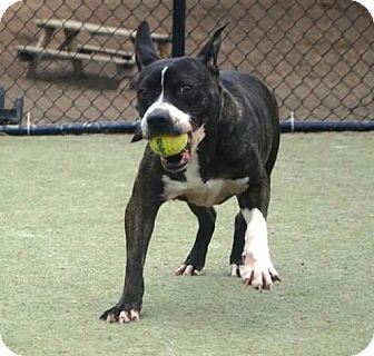 Photo courtesy of Nashville Pittie