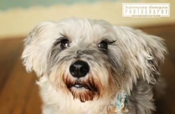 Photo courtesy of Harmony Designs Photography for Agape Animal Rescue