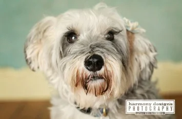 Photo courtesy of Harmony Designs Photography for Agape Animal Rescue