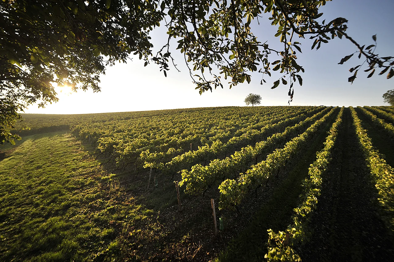 Picture 2_Drouet vineyards.jpg