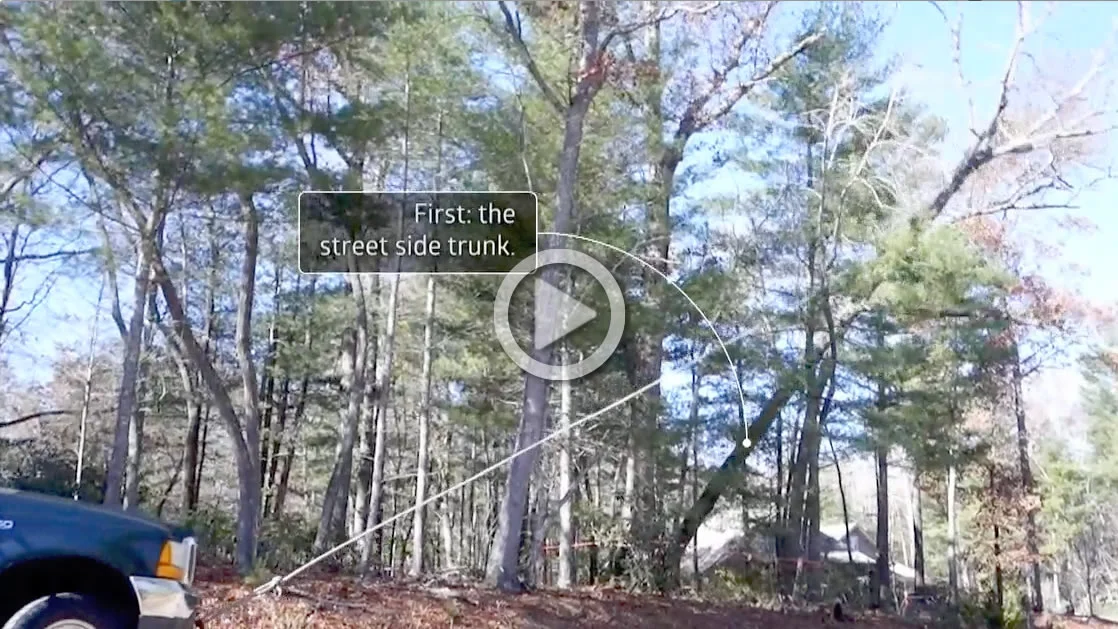Twin Trunk Tree Toppled