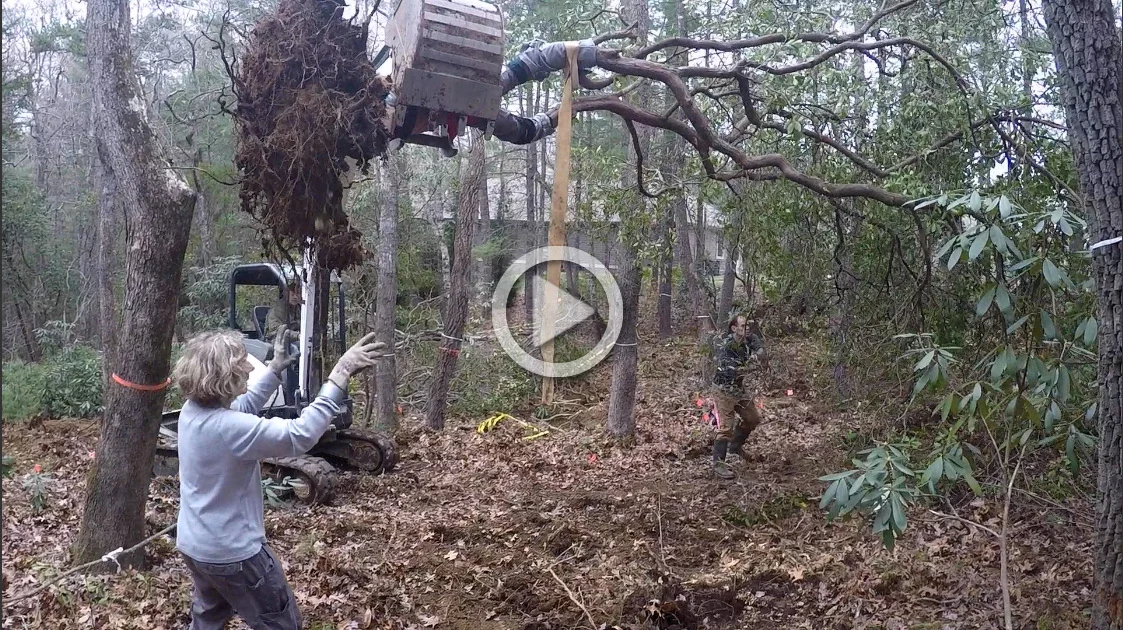 April and the Laurels Do the Transplant Dance