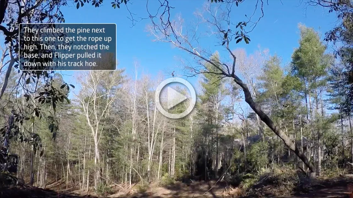 One Big Old Decayed Tree Down