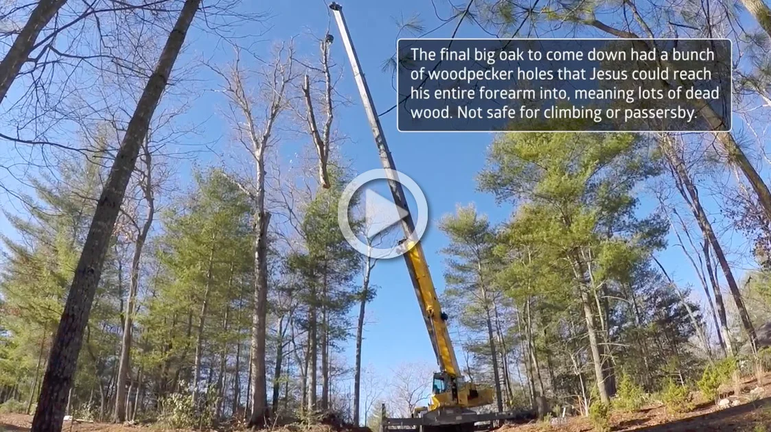 Disassembling Trees with Cranes and Brains