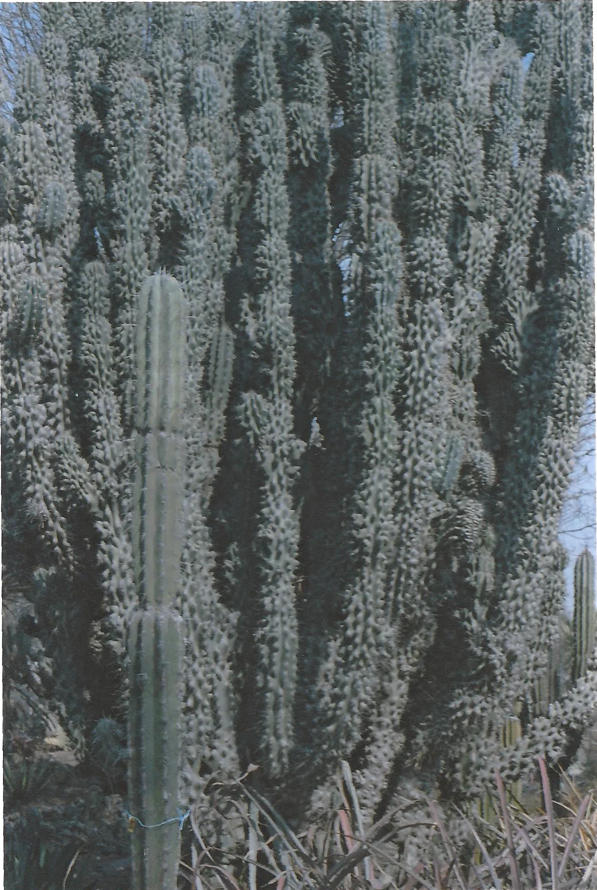 scan0017.jpg