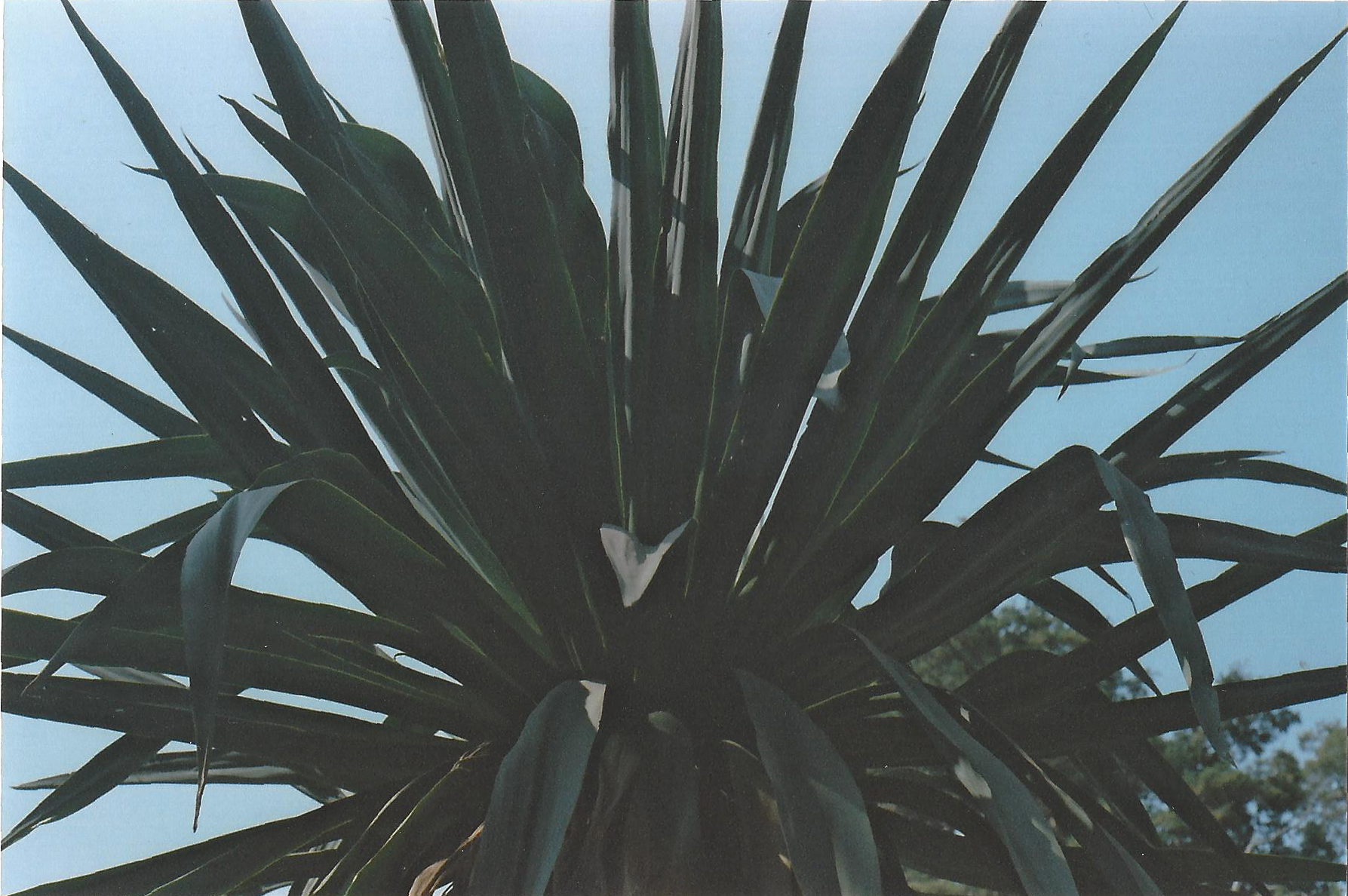 scan0020.jpg