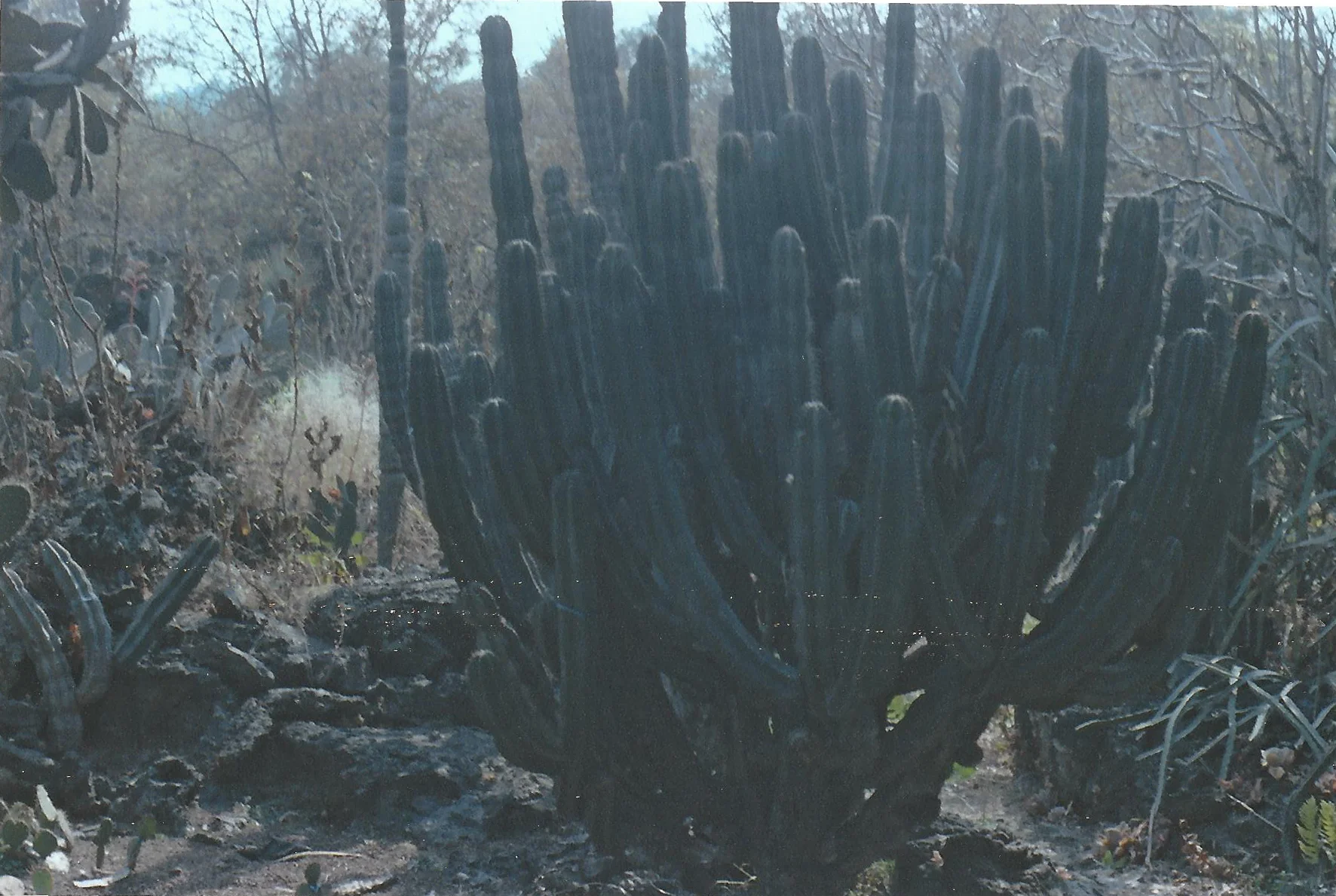 scan0021.jpg