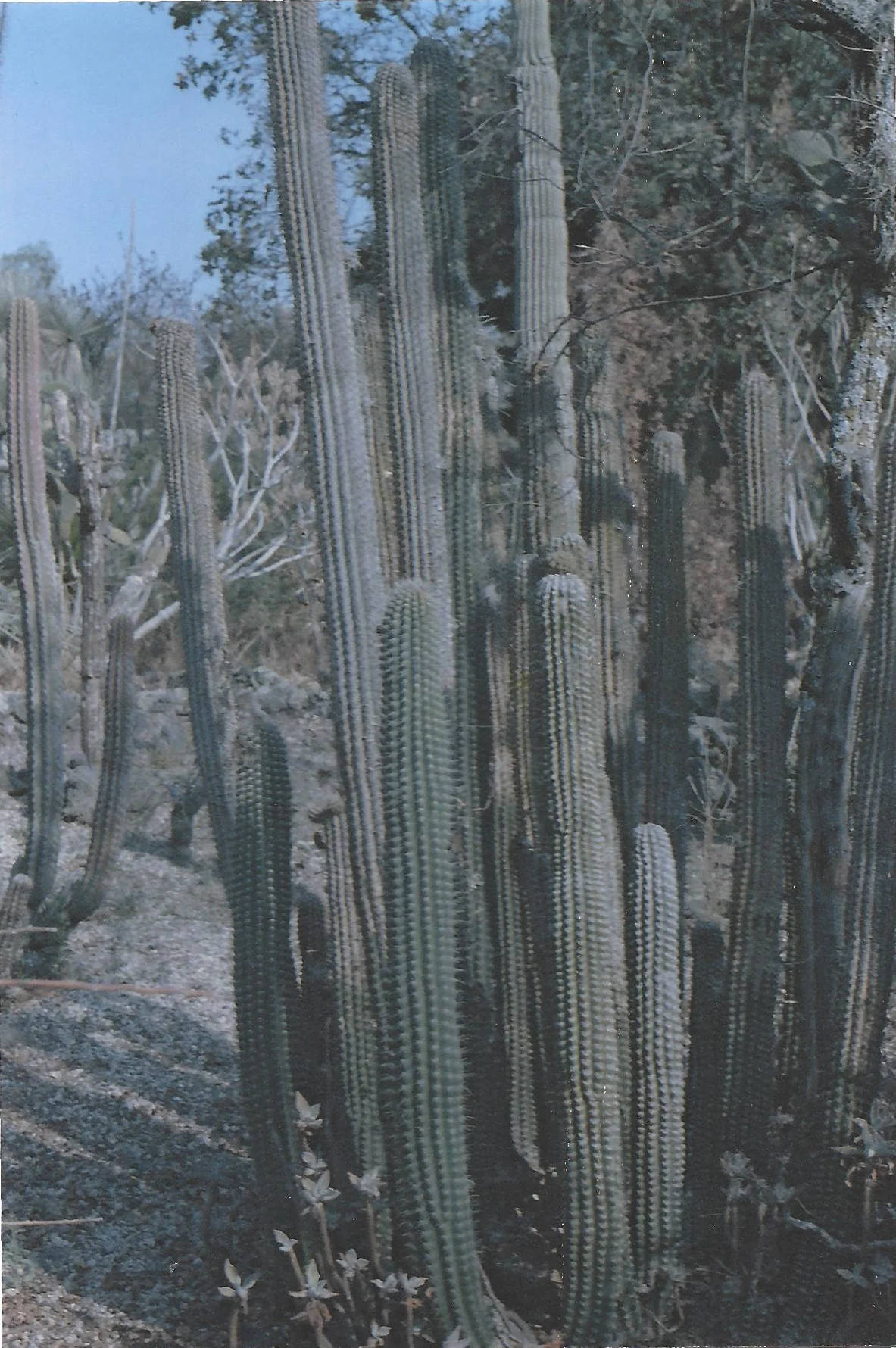 scan0018.jpg