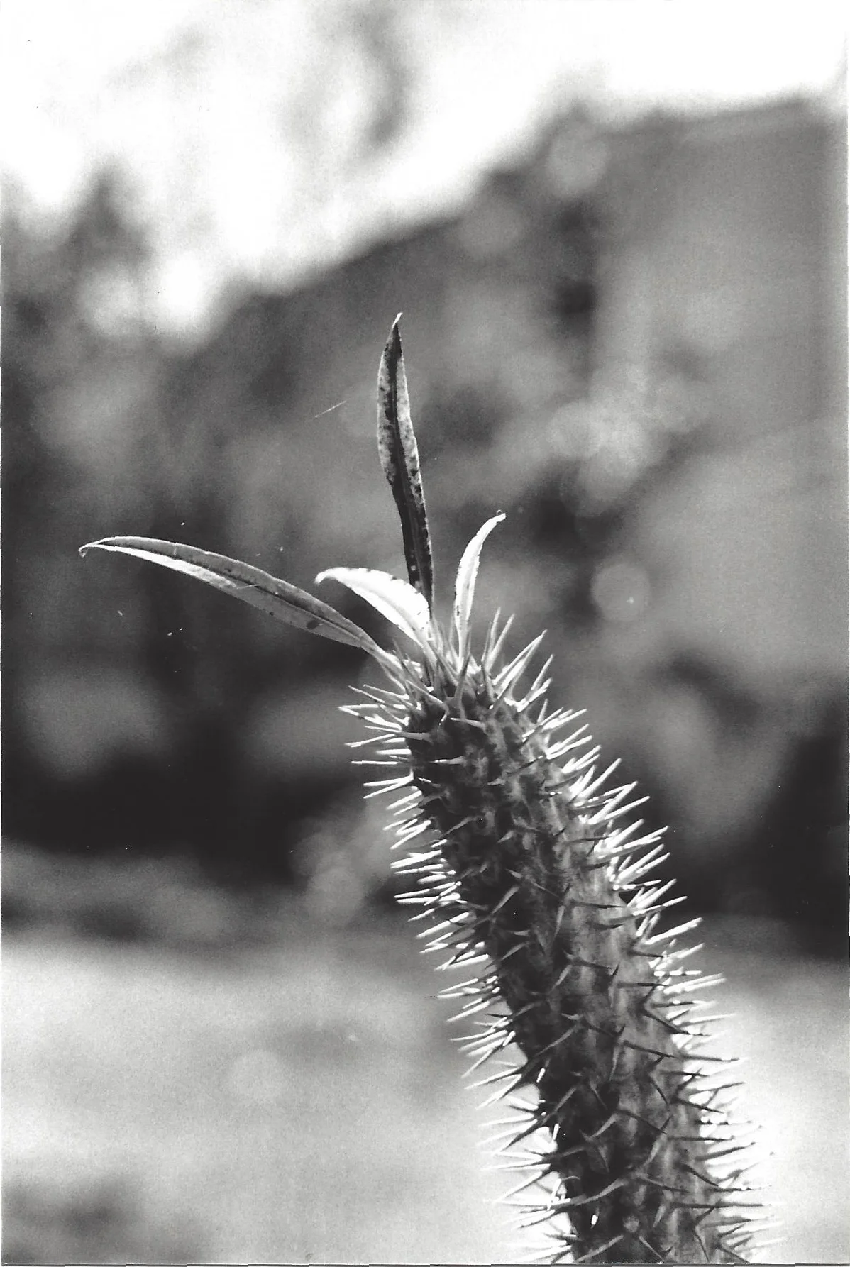 scan0034.jpg
