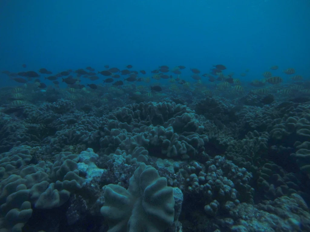 G0020139.jpg