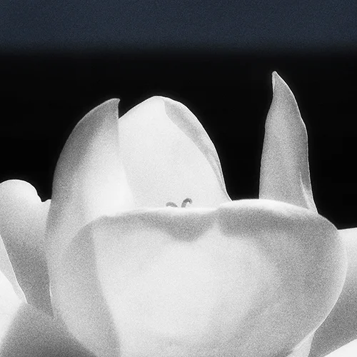 Magnolia, You Sweet Thing