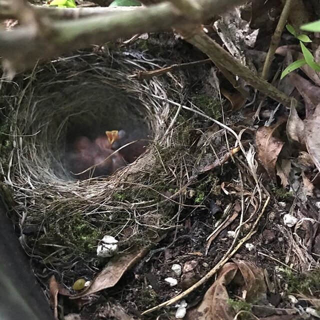 I was out watering tonight and when I started watering my gardenia in a big pot on my deck my daughter saw a bird fly out so I stopped the water right away. Sure enough when I peeked in there was a nest of baby birds. I am so glad she saw the Mama or