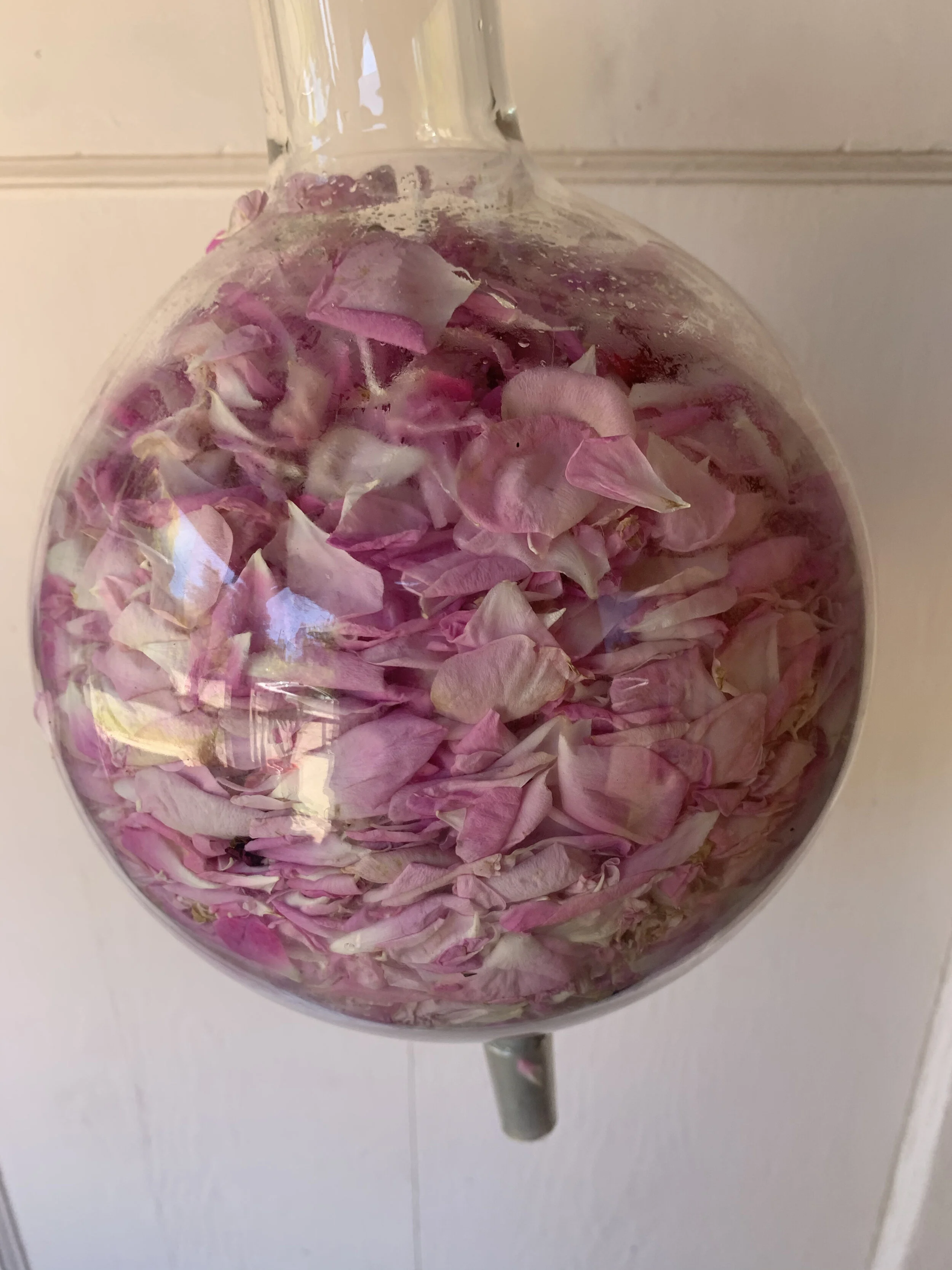 roses.jpg