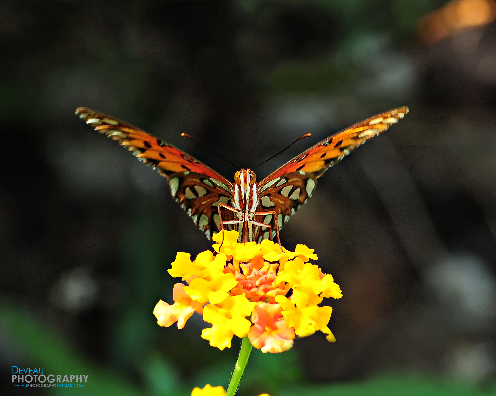 Fall Butterfly