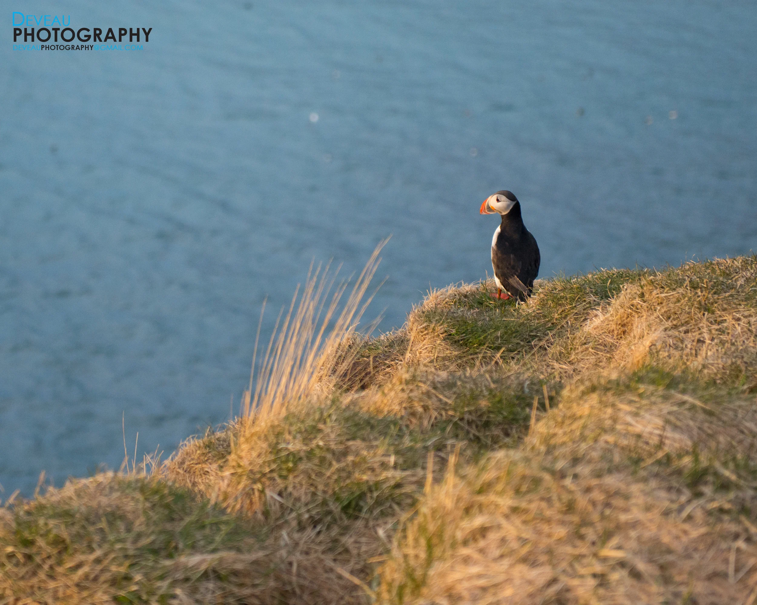 Lone Puffin