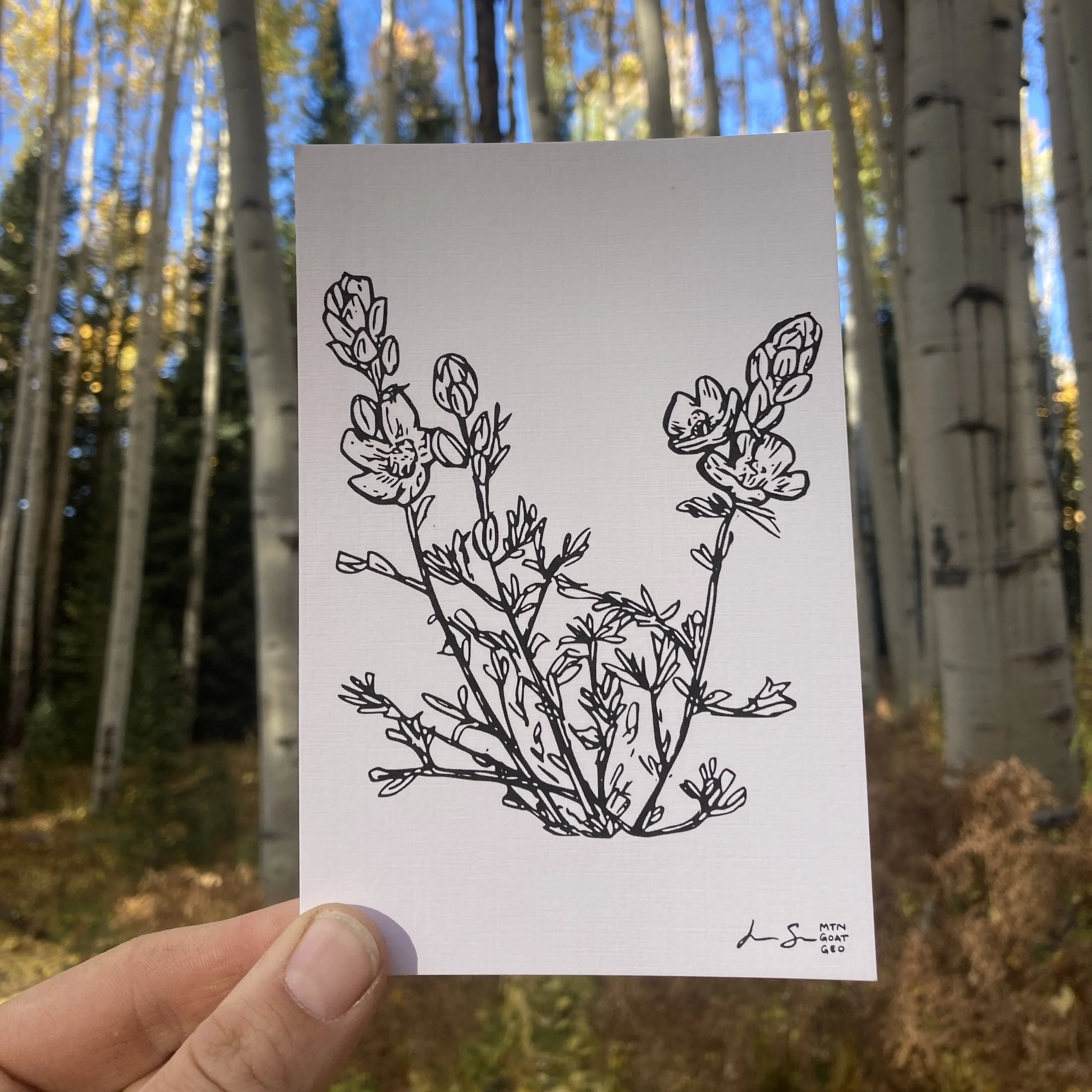 2. Mountain Goat Geo