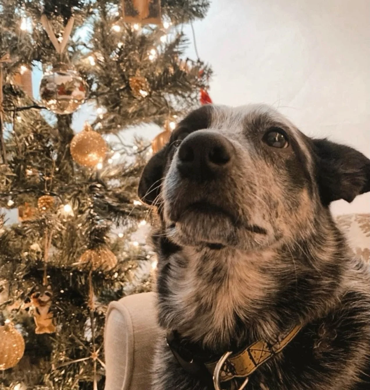 Holiday greetings from Sage Biscuit next to our Christmas tree! We hope you had a delightfully cozy day, filled with laughter and love 💛