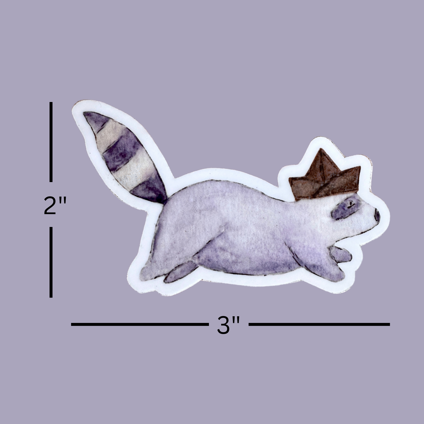 raccoon dimensions.png