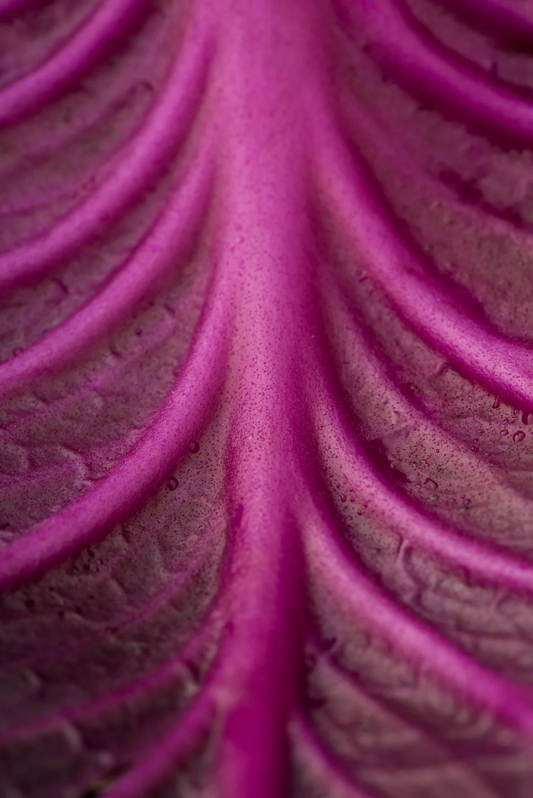 CLOSEUP RED CABBAGE.jpg