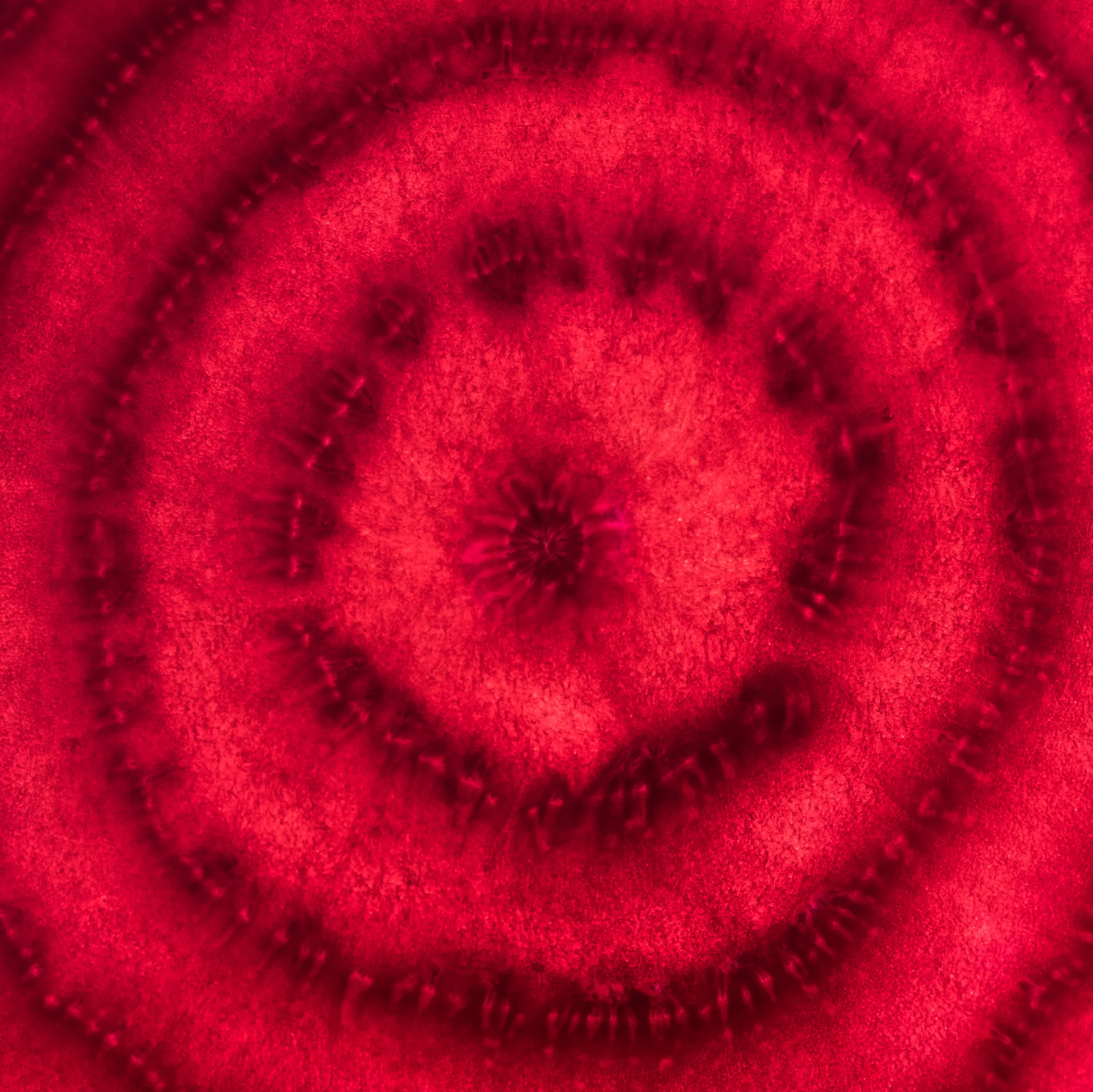 BEETROOT.jpg