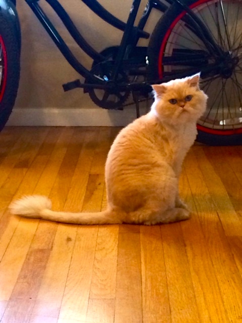 The gorgeous Dumpling strikes a pose.