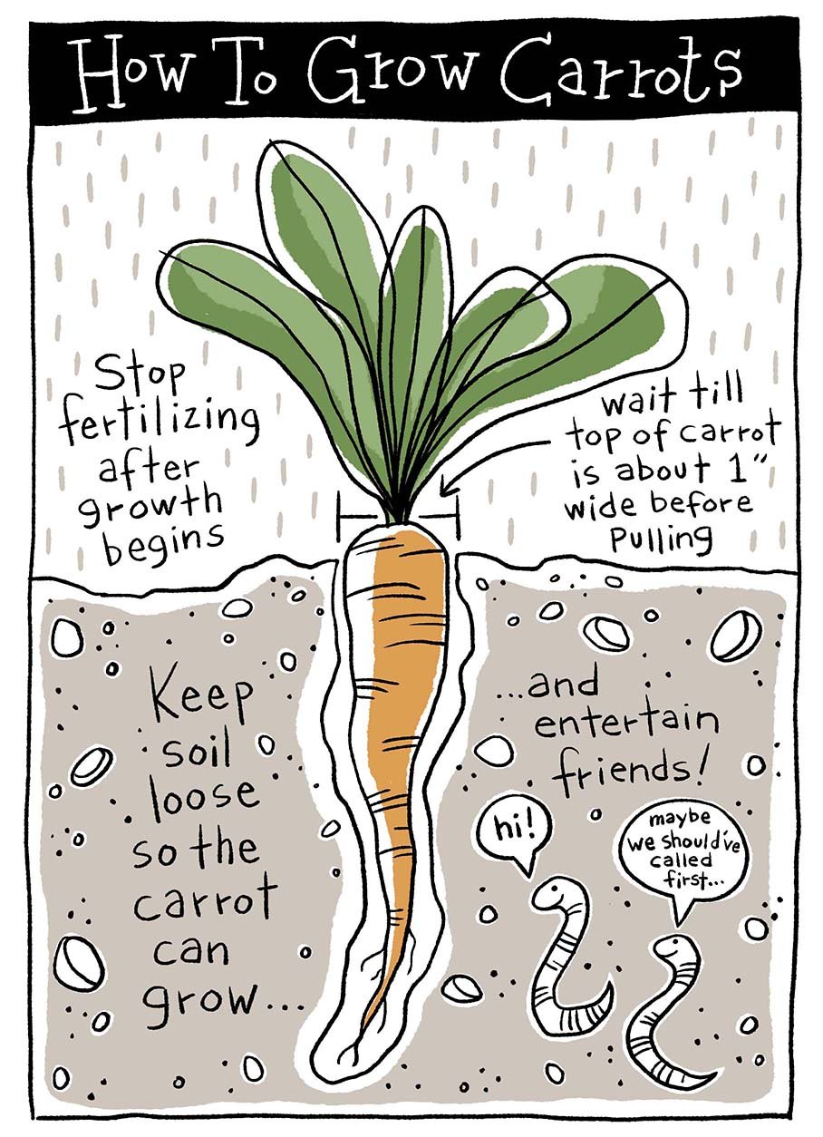 sueblanchard_howtogrowcarrots.jpg