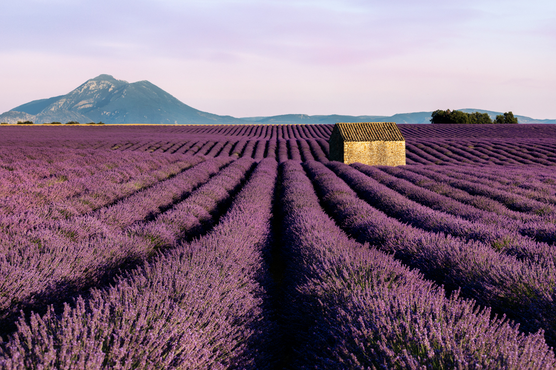 The Violet of Valensole | France