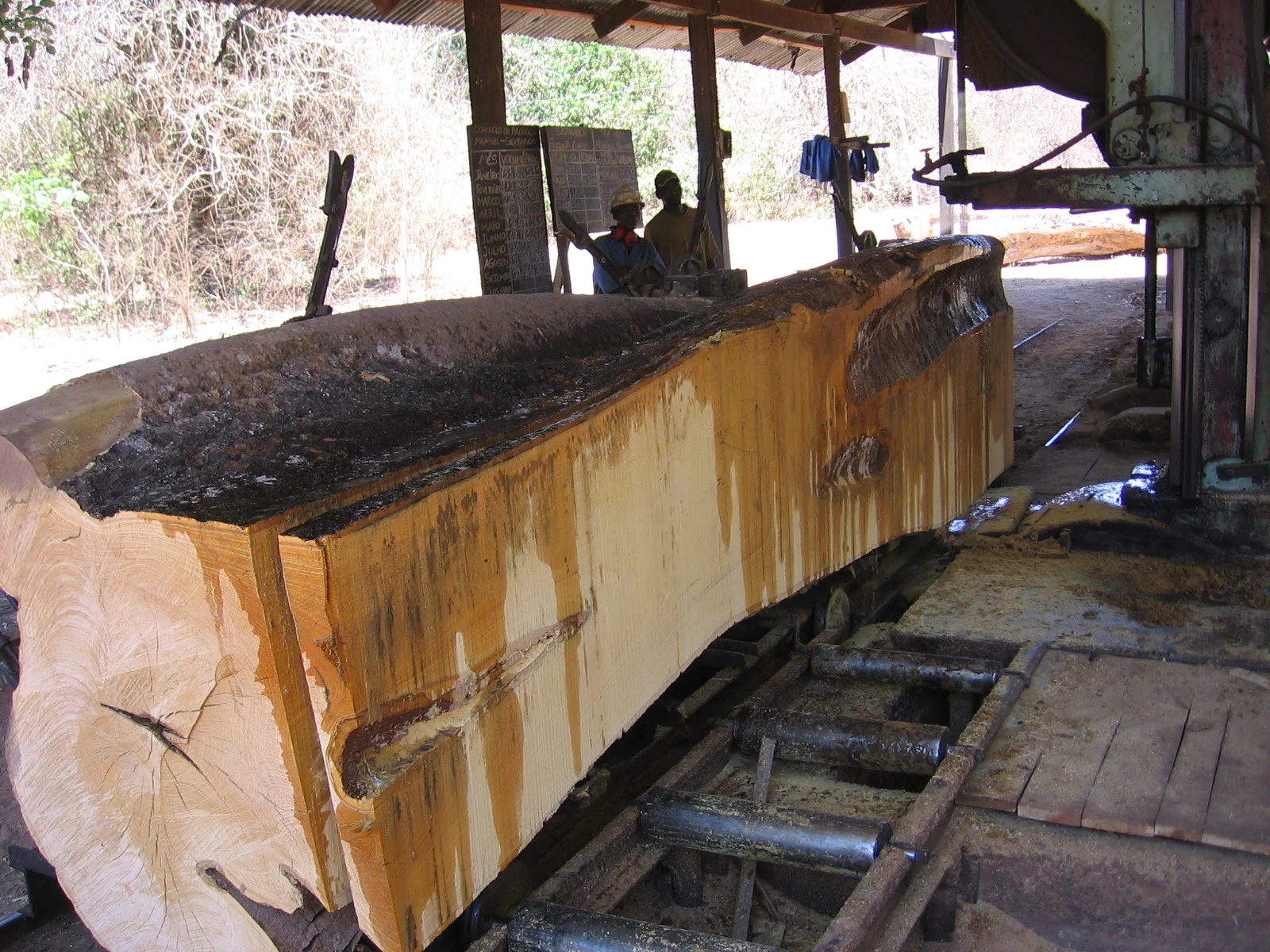 Thh Pinheiro sawmill in action, 2L 4.jpg