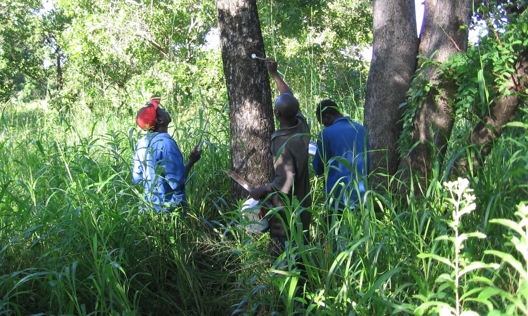 Não apenas para identificar árvores que podem ser recolhidas mas também para identificar as que devem ser protegidas - This is not just to identify trees that can be harvested but also identify those that need to be protected.