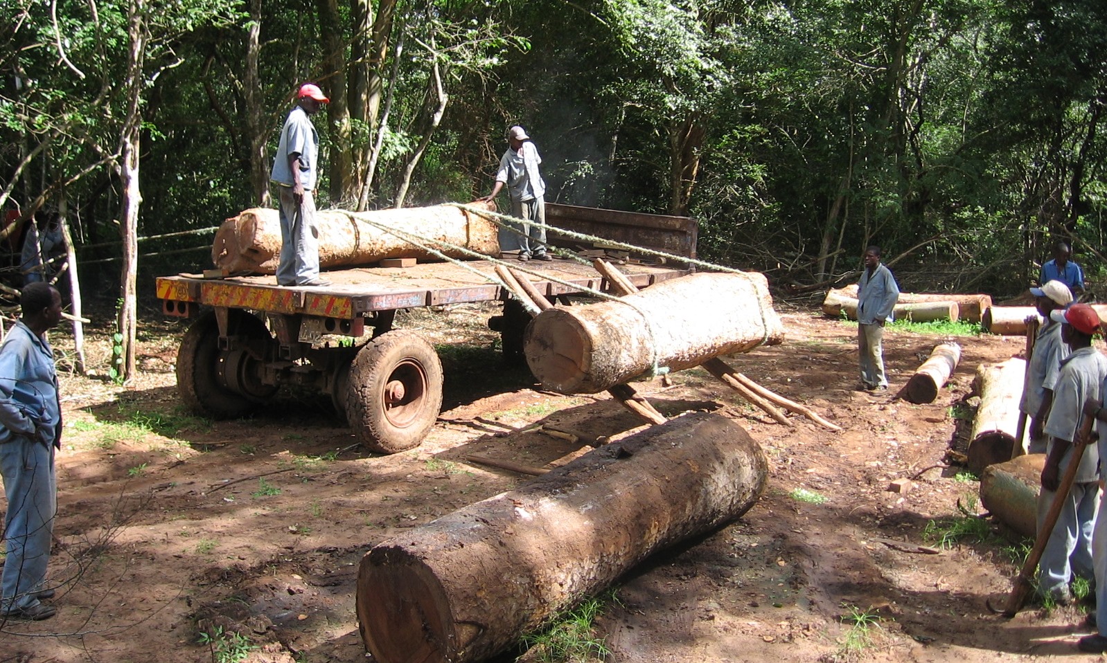 O carregamento é feita manualmente para evitar maquinaria pesada - All loading done manually to avoid heavy equipment on the forest floor