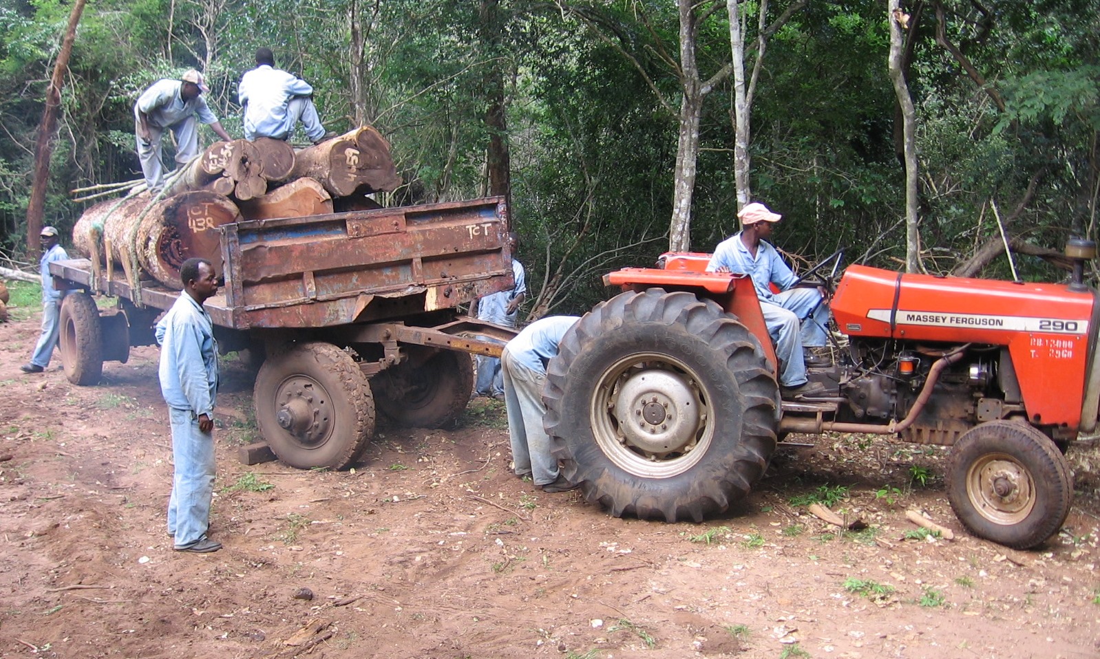 O transporte é feita por tractores e reboques para evitar recorrer a camiões - Transportation using tractors and trailers to prevent heavy trucks entering